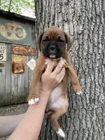 Teal, a female Boxer for sale in Sevierville, TN – Photo 1 of 4