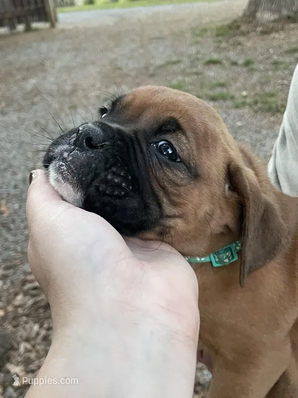 Green – Boxer puppy for sale in Sevierville, TN