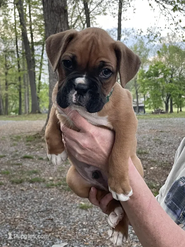 Green – Boxer puppy for sale in Sevierville, TN