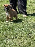 Green, a male Boxer for sale in Sevierville, TN – Photo 2 of 2