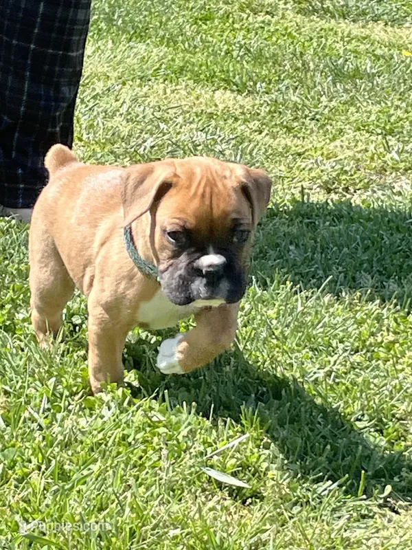 Green – Boxer puppy for sale in Sevierville, TN