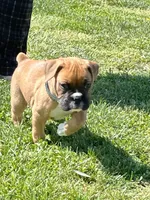 Green, a male Boxer for sale in Sevierville, TN – Photo 1 of 2