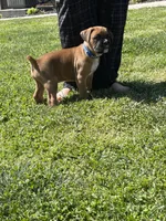 Blue, a male Boxer for sale in Sevierville, TN – Photo 2 of 3