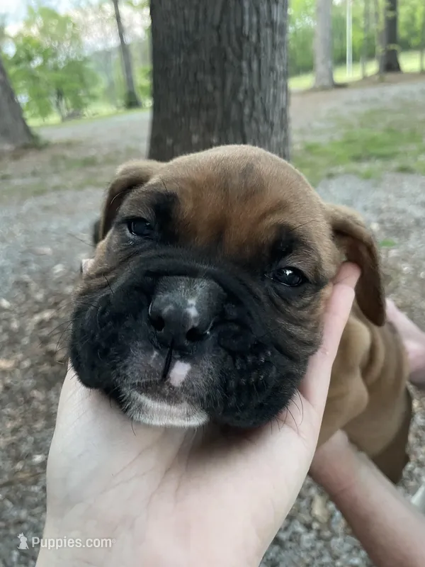 Blue – Boxer puppy for sale in Sevierville, TN