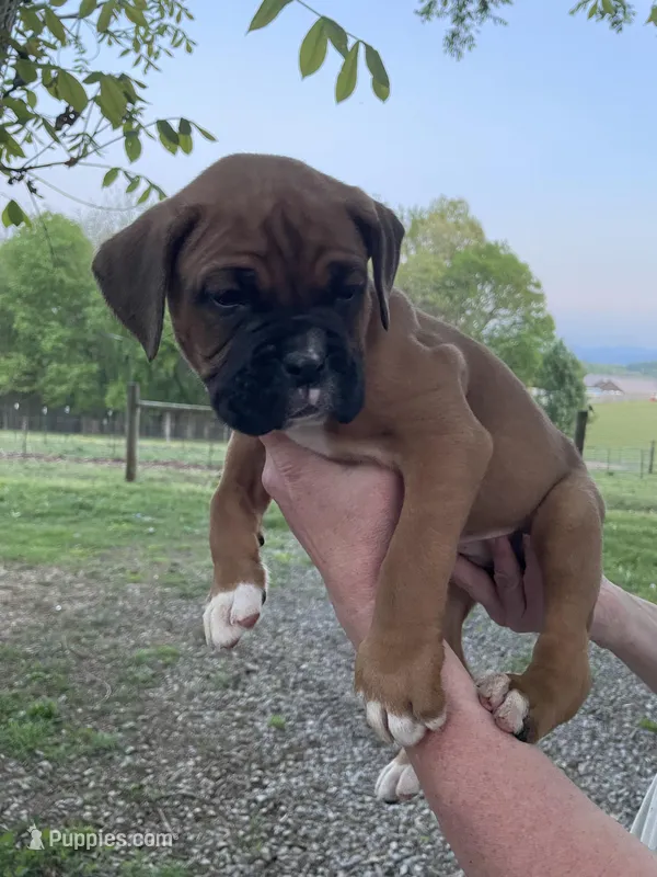 Blue – Boxer puppy for sale in Sevierville, TN
