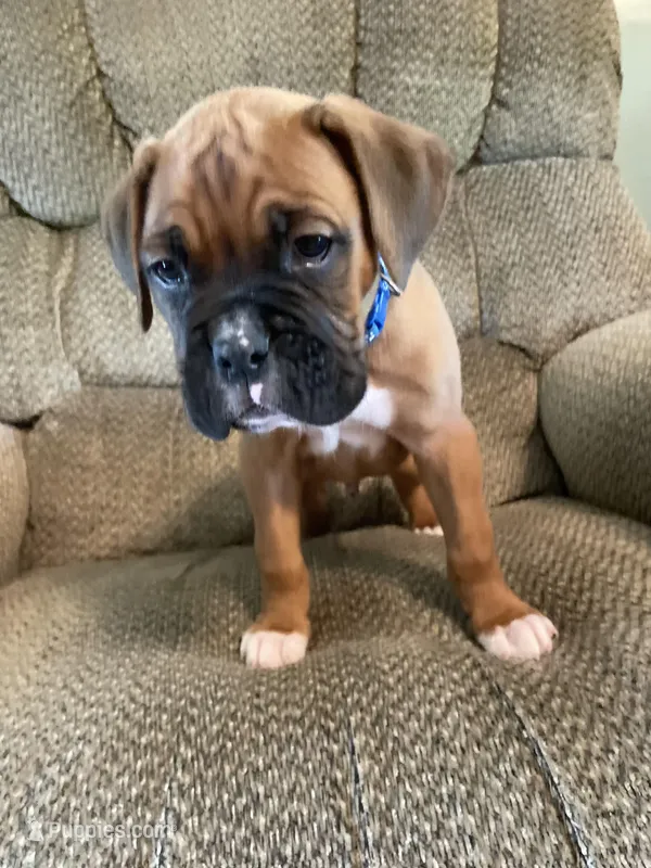 Blue – Boxer puppy for sale in Sevierville, TN