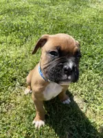 Blue, a male Boxer for sale in Sevierville, TN – Photo 1 of 3