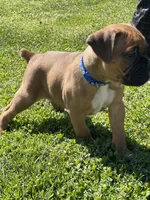 Blue, a male Boxer for sale in Sevierville, TN – Photo 3 of 3