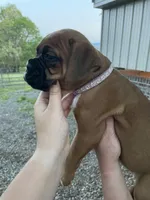 Violet, a female Boxer for sale in Sevierville, TN – Photo 2 of 5