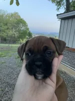 Violet, a female Boxer for sale in Sevierville, TN – Photo 4 of 5