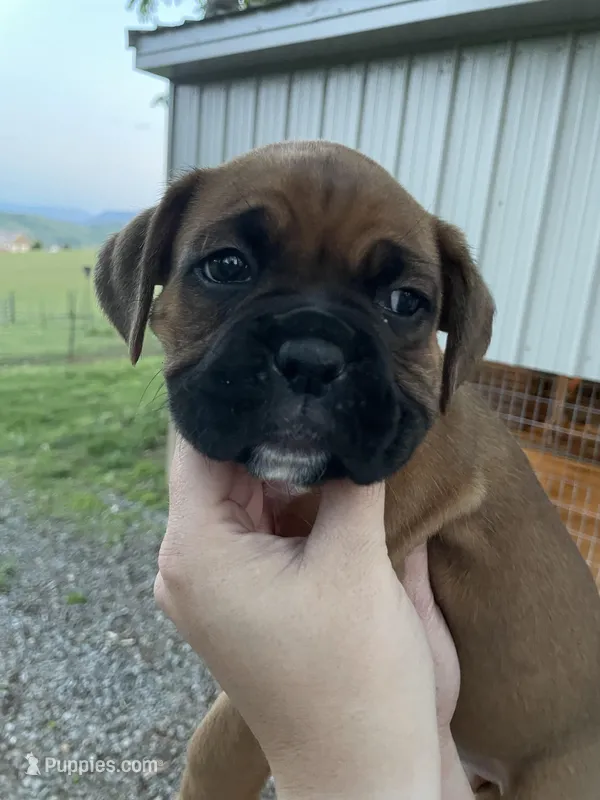 Violet – Boxer puppy for sale in Sevierville, TN