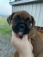 Violet, a female Boxer for sale in Sevierville, TN – Photo 3 of 5