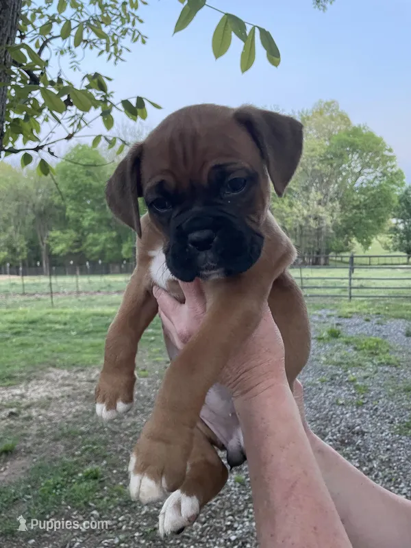 Violet – Boxer puppy for sale in Sevierville, TN