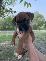Violet, a female Boxer for sale in Sevierville, TN – Photo 1 of 5