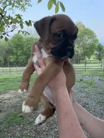 Violet, a female Boxer for sale in Sevierville, TN – Photo 5 of 5