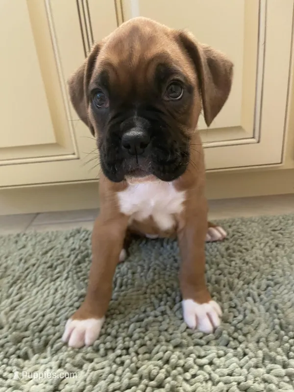 Pink – Boxer puppy for sale in Sevierville, TN