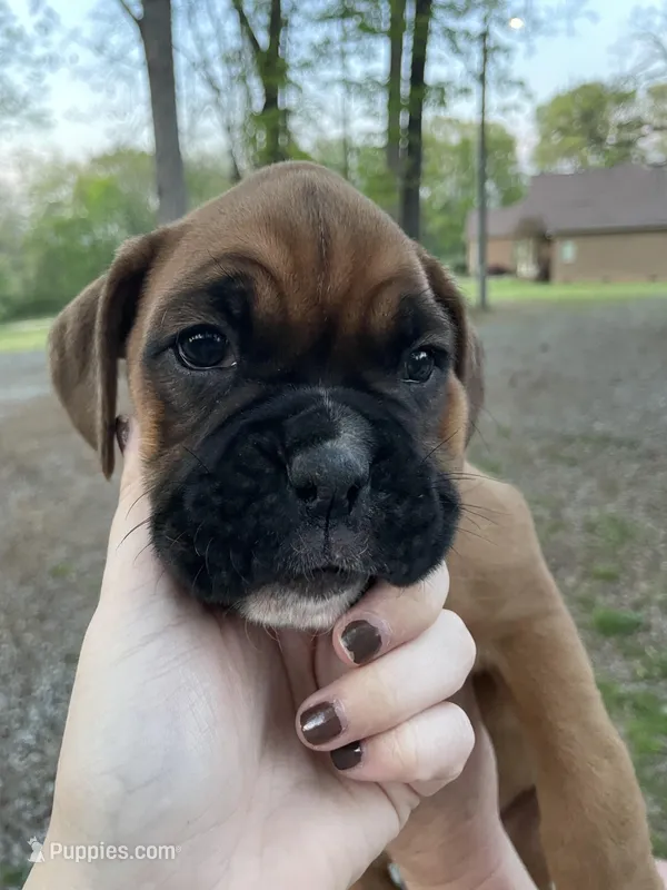 Pink – Boxer puppy for sale in Sevierville, TN