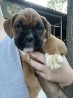 Pink, a female Boxer for sale in Sevierville, TN – Photo 1 of 4