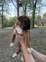 Pink, a female Boxer for sale in Sevierville, TN – Photo 4 of 4