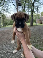 Pink, a female Boxer for sale in Sevierville, TN – Photo 3 of 4