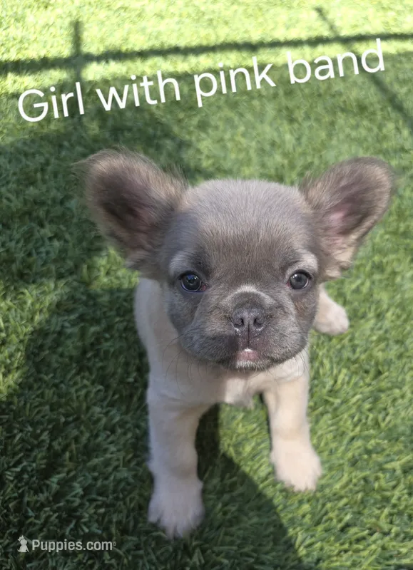 Girl with pink band – French Bulldog puppy for sale in Dalhart, TX