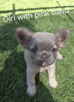 Girl with pink band, a female French Bulldog for sale in Dalhart, TX – 1 of 1