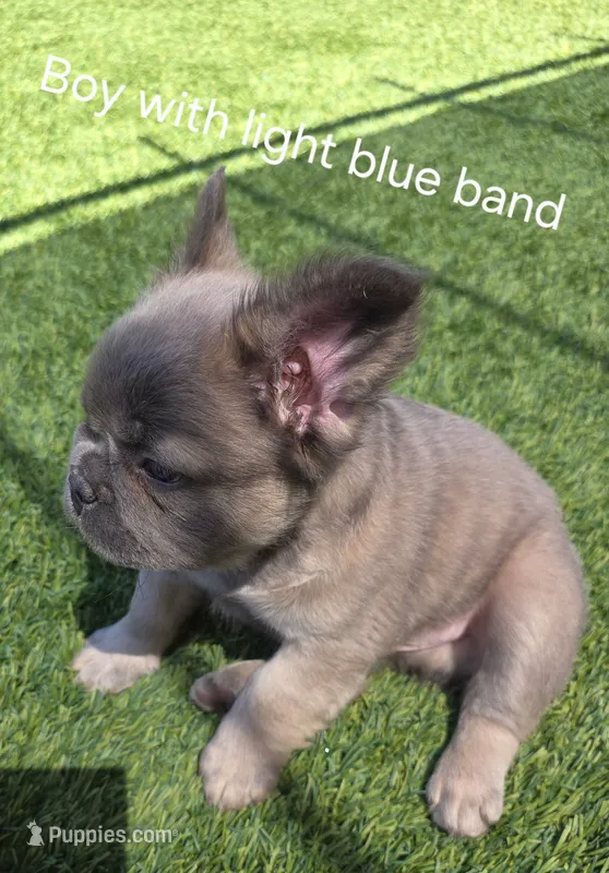 Boy with light blue band – French Bulldog puppy for sale in Dalhart, TX