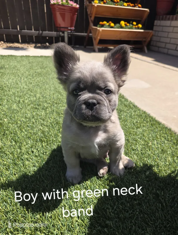 Boy with green band – French Bulldog puppy for sale in Dalhart, TX