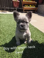 Boy with green band, a male French Bulldog for sale in Dalhart, TX – 1 of 1