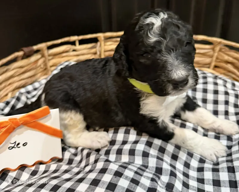 Leo – Labradoodle puppy for sale in Conway, AR