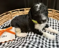Leo, a male Labradoodle for sale in Conway, AR – 1 of 2