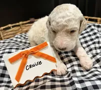 Cruise, a male Labradoodle for sale in Conway, AR – 2 of 4