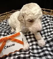 Cruise, a male Labradoodle for sale in Conway, AR – 4 of 4