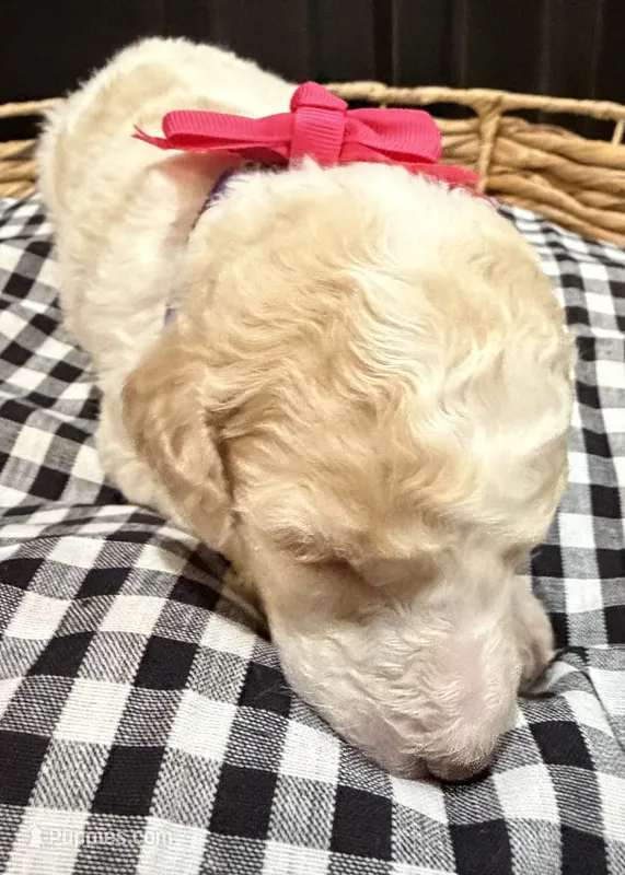 Julia – Labradoodle puppy for sale in Conway, AR
