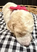 Julia, a female Labradoodle for sale in Conway, AR – 1 of 2