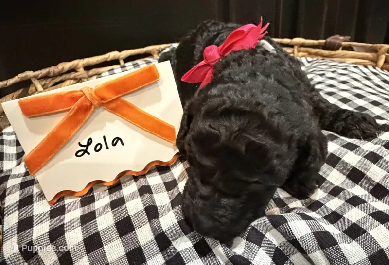 Lola – Labradoodle puppy for sale in Conway, AR