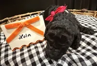 Lola, a female Labradoodle for sale in Conway, AR – 1 of 3