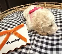 Penelope, a female Labradoodle for sale in Conway, AR – 3 of 5