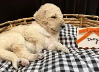 Dolly, a female Labradoodle for sale in Conway, AR – 3 of 4