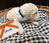 Cruise, a male Labradoodle for sale in Conway, AR – 3 of 4