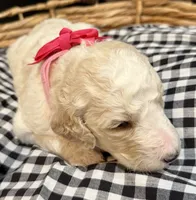 Penelope, a female Labradoodle for sale in Conway, AR – 5 of 5