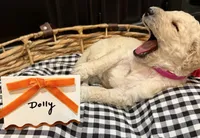 Dolly, a female Labradoodle for sale in Conway, AR – 4 of 4