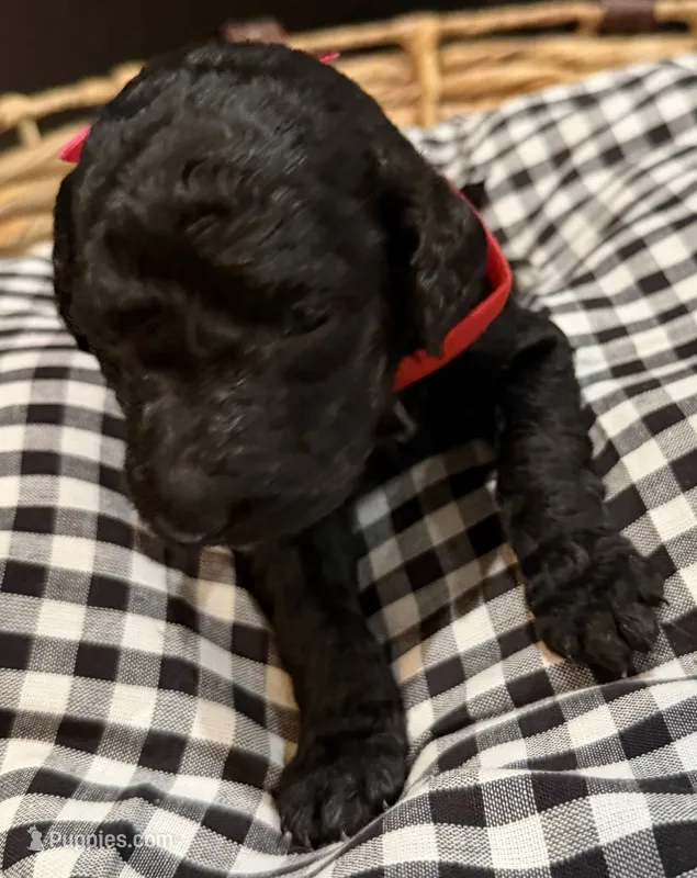 Viola  – Labradoodle puppy for sale in Conway, AR
