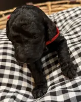 Viola , a female Labradoodle for sale in Conway, AR – 1 of 3