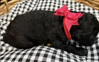 Viola , a female Labradoodle for sale in Conway, AR – 2 of 3