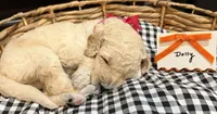Dolly, a female Labradoodle for sale in Conway, AR – 1 of 4
