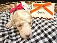 Julia, a female Labradoodle for sale in Conway, AR – 2 of 2