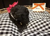 Lola, a female Labradoodle for sale in Conway, AR – 2 of 3