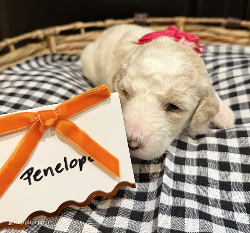 Penelope – Labradoodle puppy for sale in Conway, AR