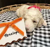 Penelope, a female Labradoodle for sale in Conway, AR – 1 of 5